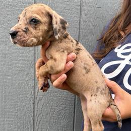 Batgirl - Merle female Great Dane puppy in Florida from Beachside Kennels