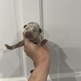 Tom Buchanan - Merle male Great Dane puppy in Florida from Beachside Kennels