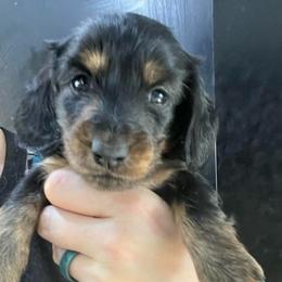 Lily - Black and cream female Dachshund puppy in Bigfork, Minnesota from Dachshunds Up North
