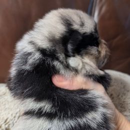 Phoenix - Blue merle female Pomeranian puppy in California from TD Dream Poms