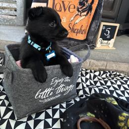 Elsa - Black female German Shepherd puppy in Morganville, New Jersey from Piotr's German Shepherd Dogs