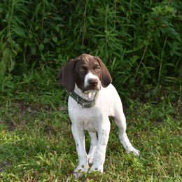 German Shorthaired Pointer, Miniature American Shepherd, Miniature Australian Shepherd, and Toy Australian Shepherd Puppies from Foxtail Hollow