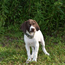 German Shorthaired Pointer, Miniature American Shepherd, Miniature Australian Shepherd, and Toy Australian Shepherd Puppies from Foxtail Hollow
