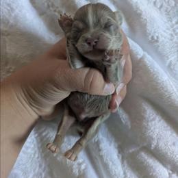 Lewis - Blue fawn male Chihuahua puppy in Amity, Pennsylvania from Baxters Chihuahuas