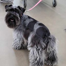 Miniature Schnauzers from B & B Miniature Schnauzers