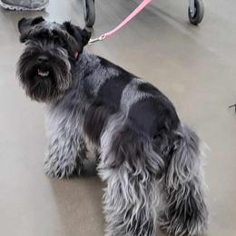 Miniature Schnauzers from B & B Miniature Schnauzers