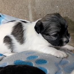 Missy - Tri-color female Coton de Tulear puppy in Mead, Oklahoma from Bar W Cotons