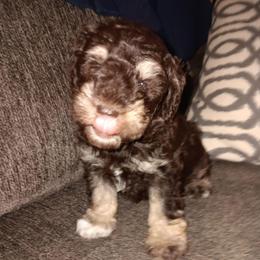 Miss Bug - Liver female Miniature Schnauzer puppy in Shoshone, Idaho from Debra Kruse's Miniature Schnauzers