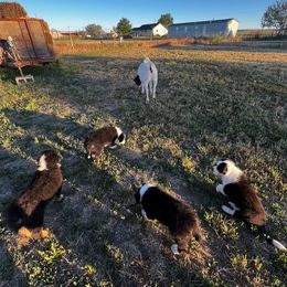 Australian Shepherd Puppies from Bears Paw Aussies