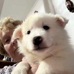 American Eskimo Dog puppies from Angelfrost American Eskimo puppies