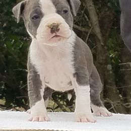 American Staffordshire Terrier and French Bulldog Puppies from Cicero Kennels