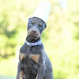 Liberty-Skye - Red and rust female Doberman Pinscher puppy in Overton, Texas from Obsidian Kennel