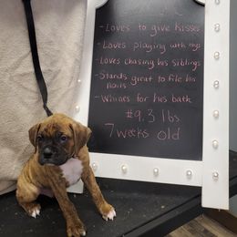 Boxer Puppies from Truax Farms
