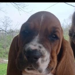 Dolly - Brown and white female Basset Hound puppy in Imler, Pennsylvania from Happy Hounds