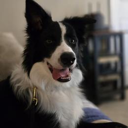 American Corgi and Border Collie Puppies from Duncan's Border Collies and Corgis