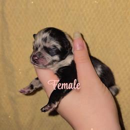 Merle F1 - Blue merle female Pomeranian puppy in Albany, Oregon from Purrs N Poms