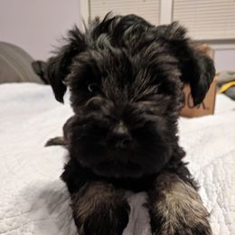 Miniature Schnauzer Puppies from Tymeless Farm