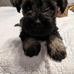 Miniature Schnauzer Puppies from Tymeless Farm
