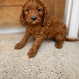 Autumn - Red female Cavapoo puppy in Sacramento, California from Lipscomb Doodles