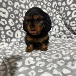 Moana - Black and tan female Dachshund puppy in Mountain Home, Arkansas from Furry Friends Kennel