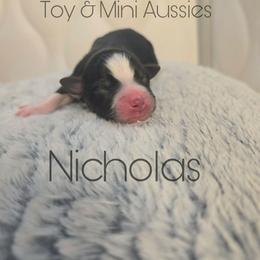 Nicholas - Black tri male Toy Australian Shepherd puppy in Bethany, Oklahoma from Donna's Toy & Mini Aussies