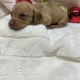 Lacy - Red female Dachshund puppy in Oklahoma from Rockin’ S Kennel