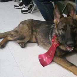 German Shepherd All Grown Up from Marbany Kennels