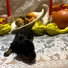 MURPHY - Black and tan male Dachshund puppy in Elizabethtown, Kentucky from Teeny Tiny Puppy Tails