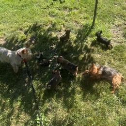 Yorkshire Terriers from Tiffany Sharp-Hohn