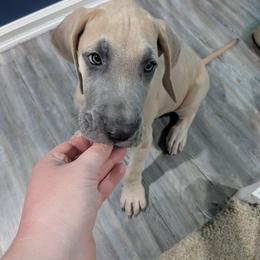 Primrose - Fawn female Great Dane puppy in Milford, Pennsylvania from R&R Breeding and Pet Care