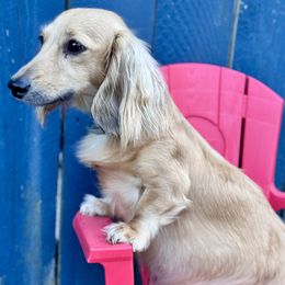 Dachshund puppies from McCollough's Pawsome Spaniels and Danny's Delightful Dachshunds