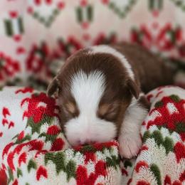 Chai girl 5 - Red tri-color female Australian Shepherd puppy in Tehachapi, California from Astralvale Aussies