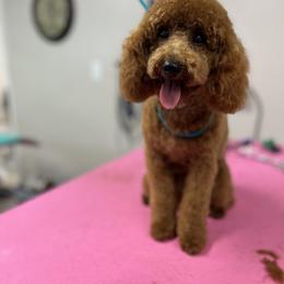 Poodle Puppies from Midwest Miniature Poodles