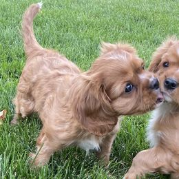 Cavachons and Cavalier King Charles Spaniels from Sarah Hill
