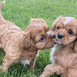 Cavachons and Cavalier King Charles Spaniels from Sarah Hill