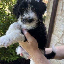 Aussiedoodle Puppies from Sheila Harwell