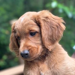 Willow - Red  female Goldendoodle puppy in Gig Harbor, Washington from Sandy’s Goldendoodles
