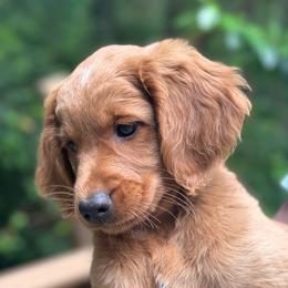 Willow - Red  female Goldendoodle puppy in Gig Harbor, Washington from Sandy’s Goldendoodles
