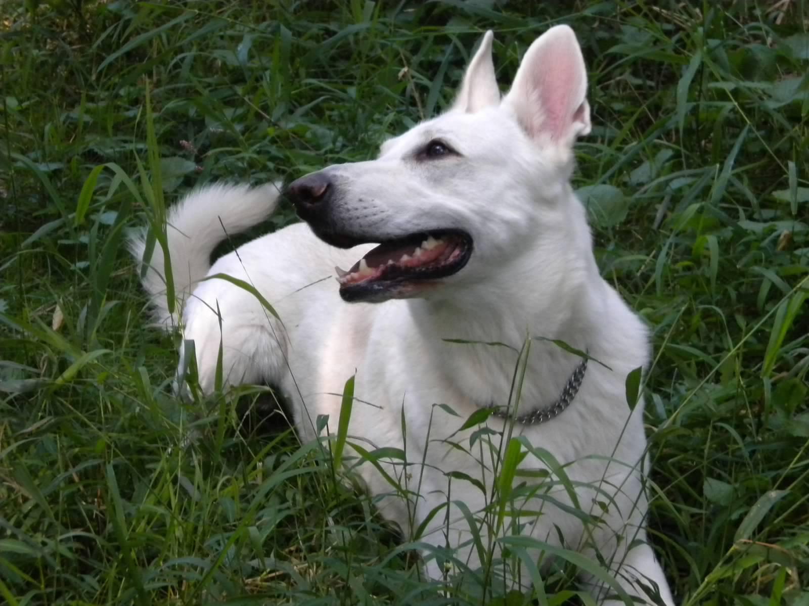 The Top 26 German Dog Breeds, image size:1600x1199