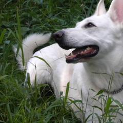 Berger Blanc Suisses from Thornvalley White Shepherds