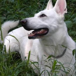 Berger Blanc Suisses from Thornvalley White Shepherds