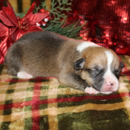 Houston - Red male Pembroke Welsh Corgi puppy in Greentop, Missouri from Sevits Corgis & Golden Retrievers