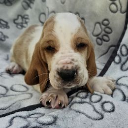 Tug Boat - Red and white male Basset Hound puppy in Big Rapids, Michigan from Basket Hound Bassets