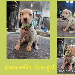 Green - White and liver brown female Dalmatian puppy in Pulaski, Tennessee from River Valley Forge Dalmatians