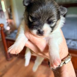 Sparkler - Wolf sable male Pomeranian puppy in Grass Lake, Michigan from Chantilly Lace Poms