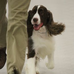 English Springer Spaniels from Polesitter English Springer Spaniels