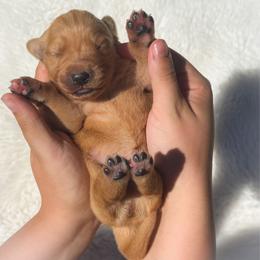 Girl 3 - Dark golden female Golden Retriever puppy in Plant City, Florida from All shades Golden