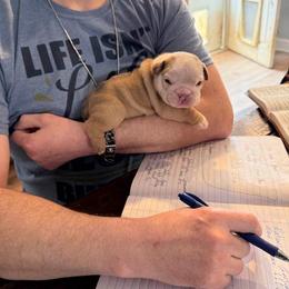 Bulldog Puppies from Bulldog's 4 Brothers