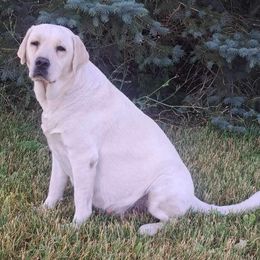 Labrador Retrievers from Clark’s Labrador Retrievers