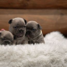 French Bulldog Puppies from Bleu Steele French Bulldogs